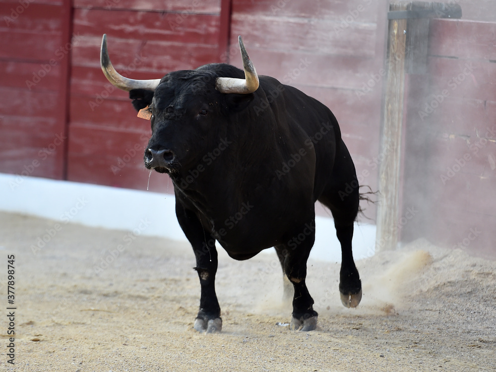bull with big horns on the spanish bullring bull with big horns on the spanish bullring