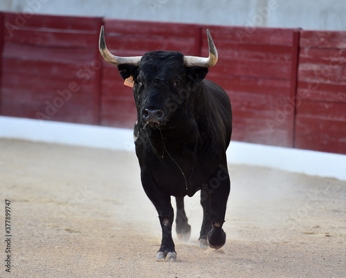 strong bull with big horns on spanish bullring in a traditional show of bullfight