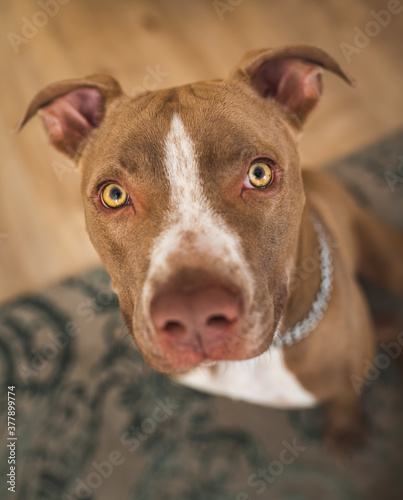 Dog  amstaff terrier sitting and loocking up  towards camera