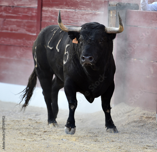 bull with big horns on the spanish bullring