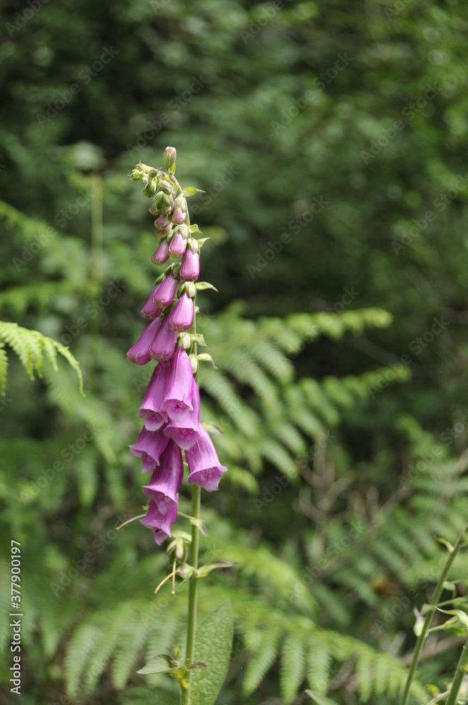 Obraz premium Digitale