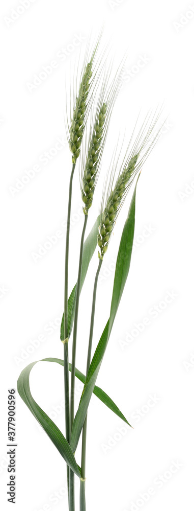Ears of wheat. Ears of wheat.