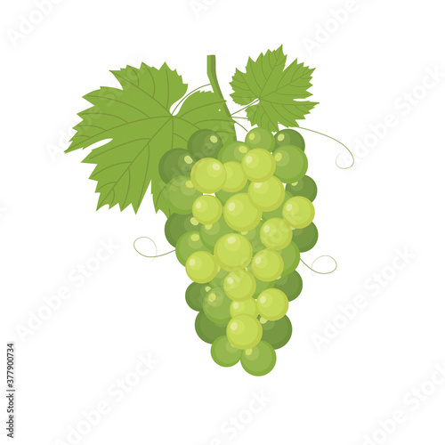 green grapes vector design