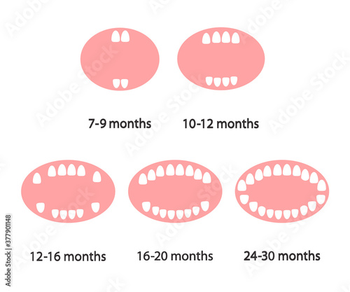 Baby teeth on a white background. Teeth growth. Cartoon. Vector illustration.