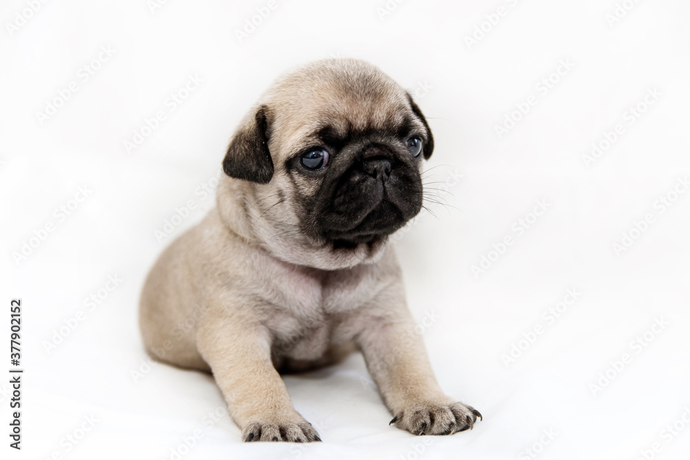 little pug puppy on a white background sits.