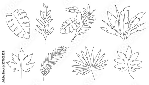 Tropical leaves. Palm tree and maple linear leaf. Tropic jungle and beach floral abstract elements continuous line exotic plant vector set. Summer leaf palm, jungle foliage and tropical illustration