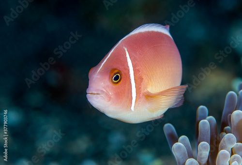 Pink Anemonefish - Amphiprion perideraion in anemone. Underwater world of Tulamben, Bali, Indonesia.