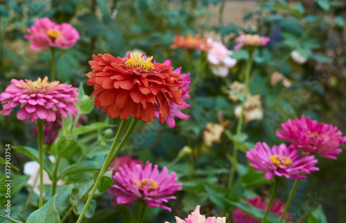 blooming pink flower Zinnia in the garden on a summer day  selective focus