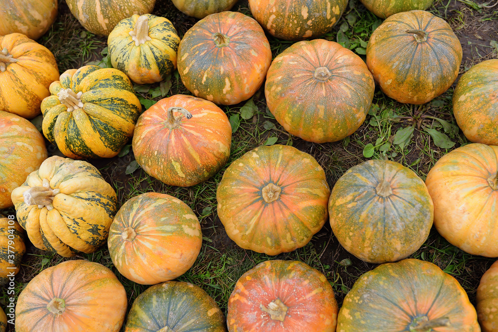 Fresh healthy bio pumpkins lying on the ground on farmer agricultural market at autumn.