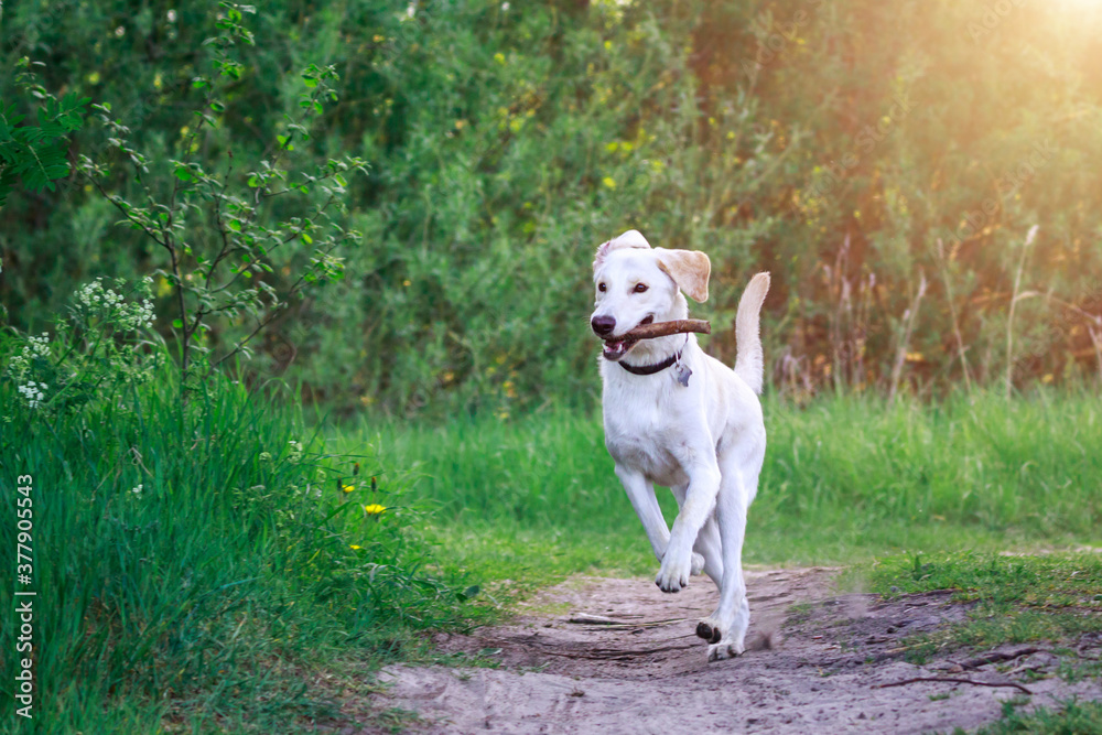 Labrador golden retrieve playing outside. Sunny day in park. Labrador golden retrieve playing outside. Sunny day in park.