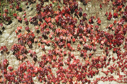 grounds of glastonbury abbey somerset england uk autumn leaves photo