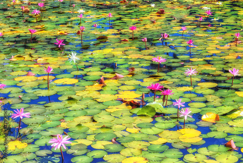 Quadro em tela Bloomimg Lotus flowers