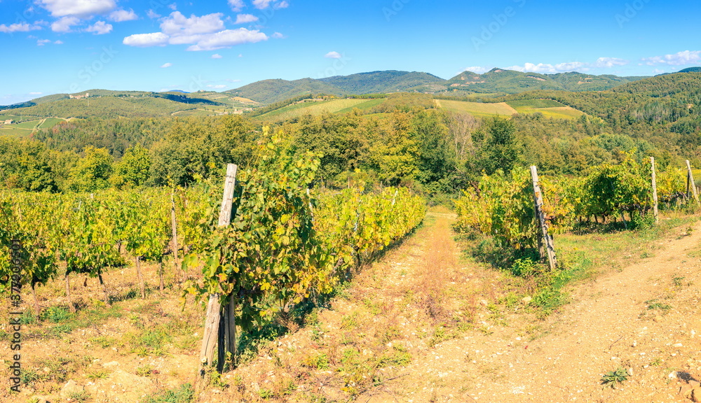 Fototapeta premium Vineyard in Tuscany, Italy