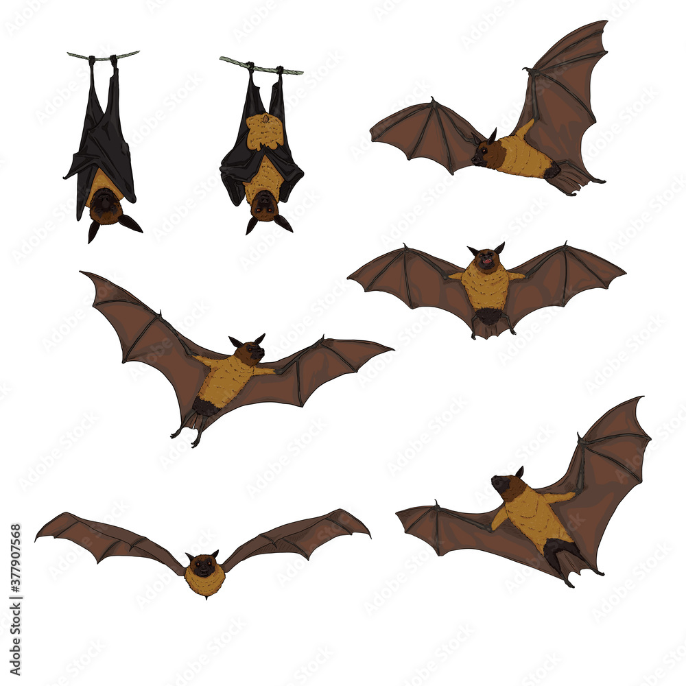 Vector Set of Cartoon Flying Foxes. Vector Set of Cartoon Flying Foxes.