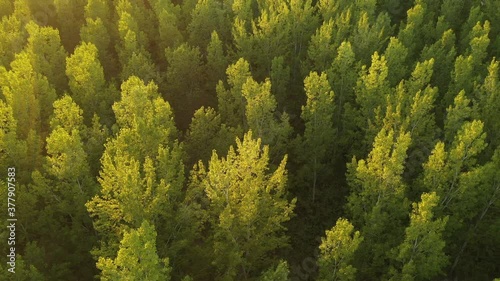 Green aspen tree forest from drone pov photo
