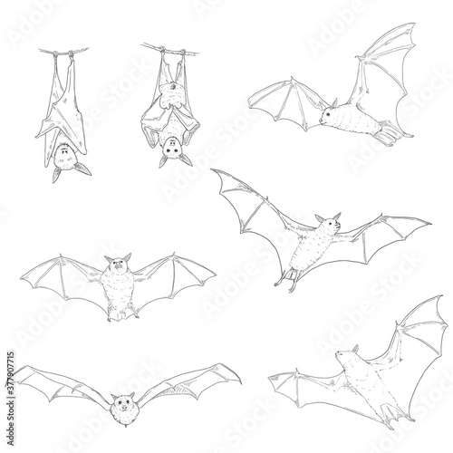 Vector Set of Black Sketch Bats.
