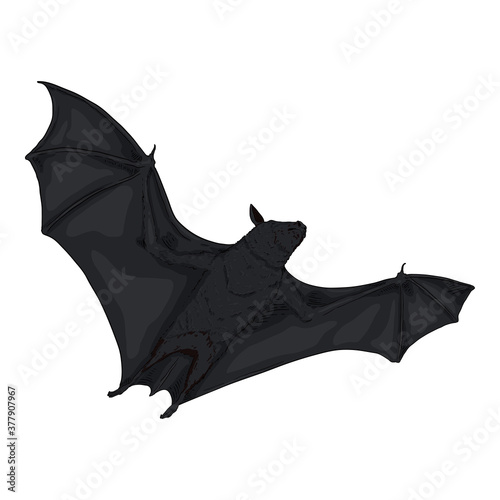 Vector Cartoon Flying Black Bat