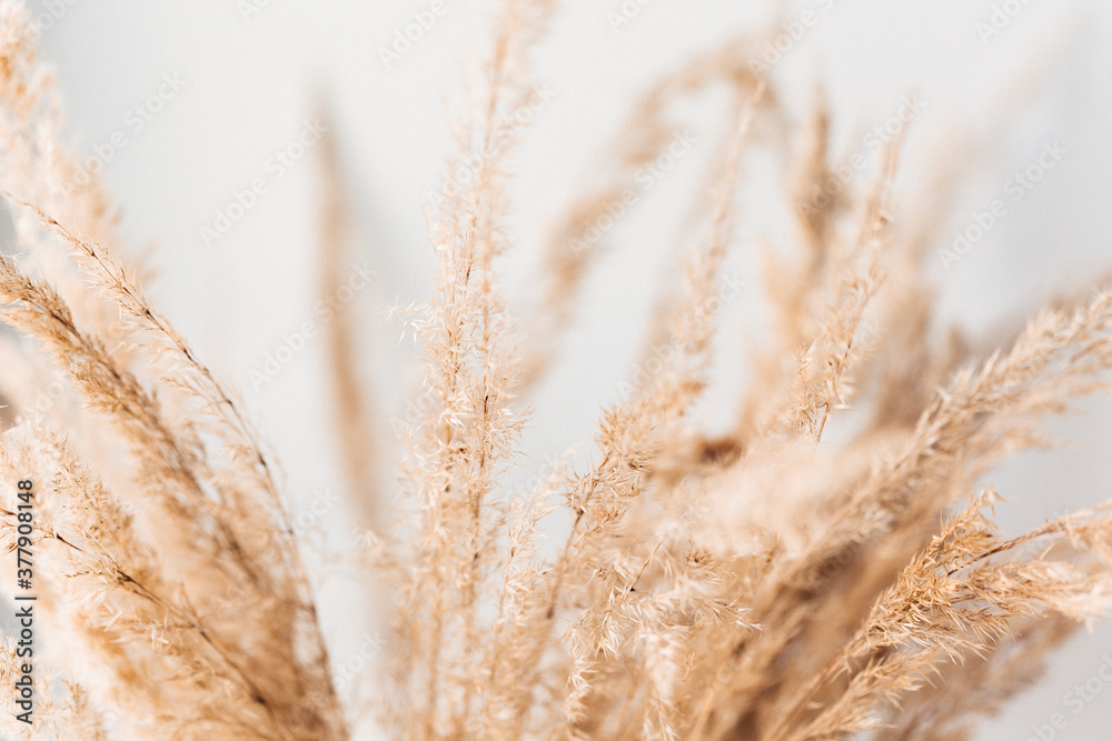 Fototapeta premium Pampasgras quer