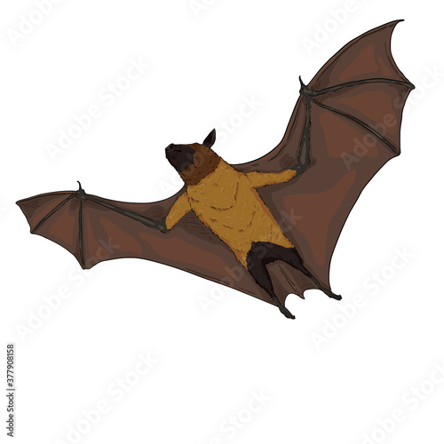 Vector Cartoon Flying Fox.