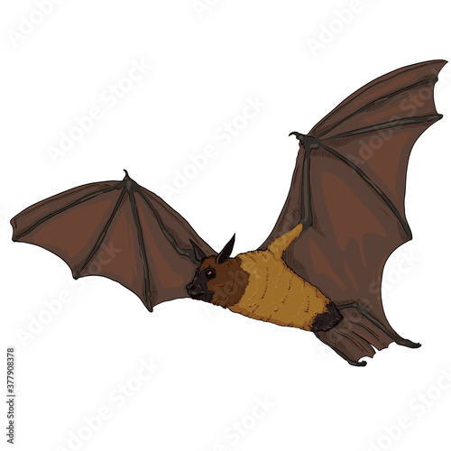 Vector Cartoon Flying Fox.