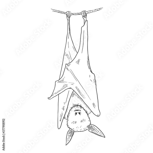 Vector Hand Drawn Sketch Bat Illustration