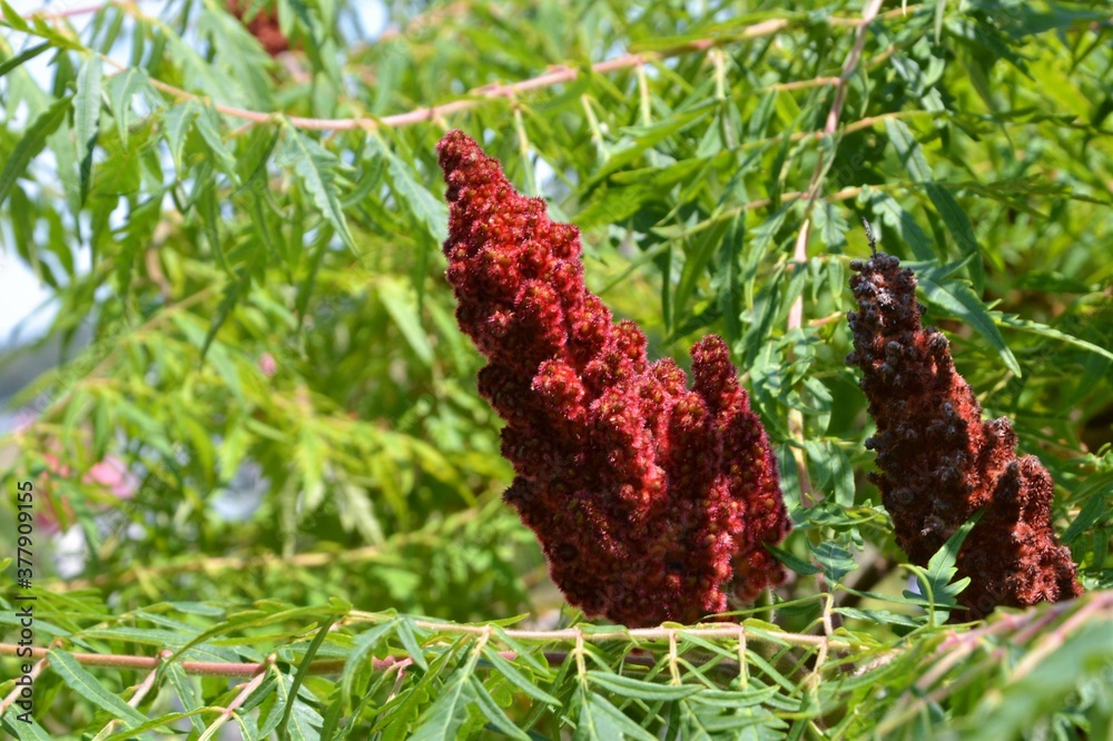 Rhus glabra, the smooth sumac (also known as white sumac, upland sumac
