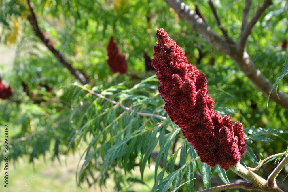 Rhus glabra, the smooth sumac (also known as white sumac, upland sumac