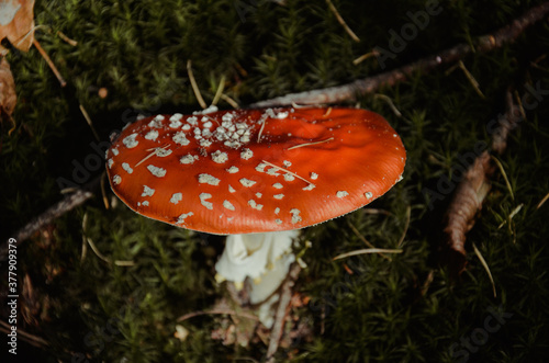 Trujący grzyb w lesie 