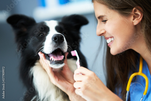 Female vet examining a dog in clinic