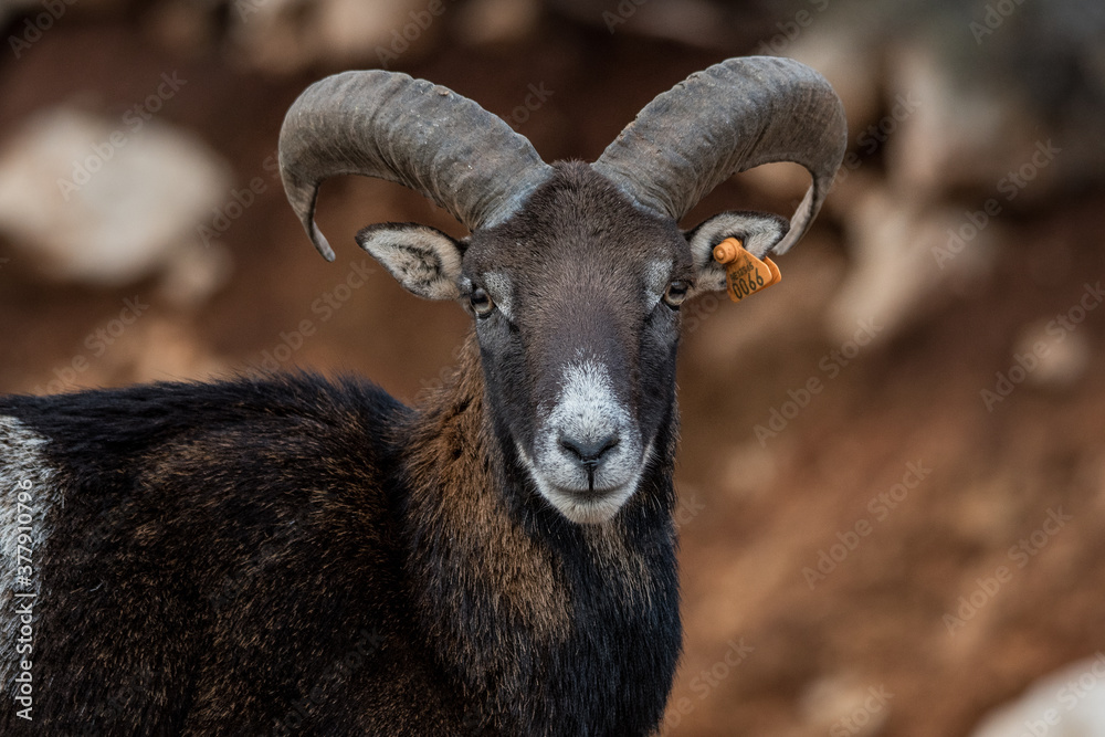 Mouflon Alpine, or Ram sheep, in Lebanese wilderness. Mouflon Alpine, or Ram sheep, in Lebanese wilderness.