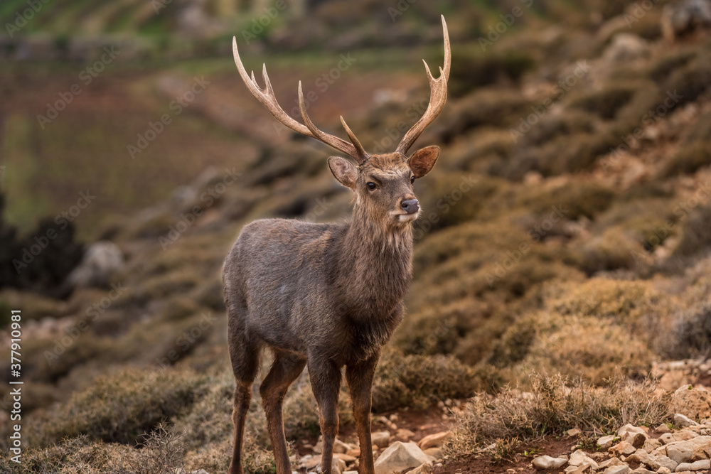 Red Deer, Santa clause favorite, winter in Lebanon and Lebanese wilderness. Red Deer, Santa clause favorite, winter in Lebanon and Lebanese wilderness.