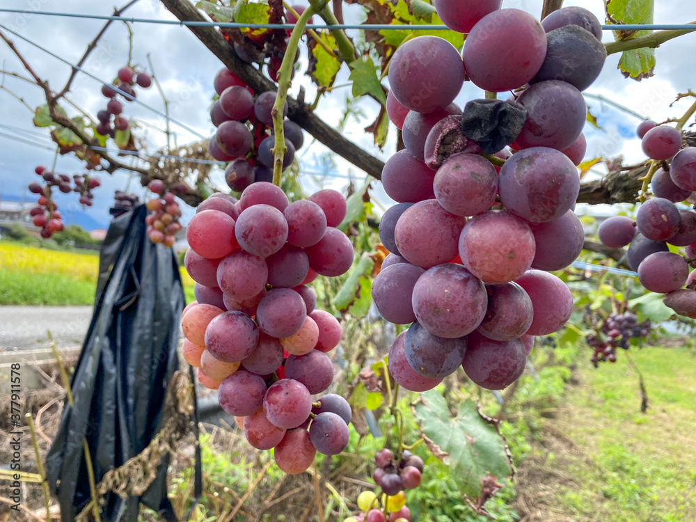 Obraz premium 農園に実る新鮮なぶどう