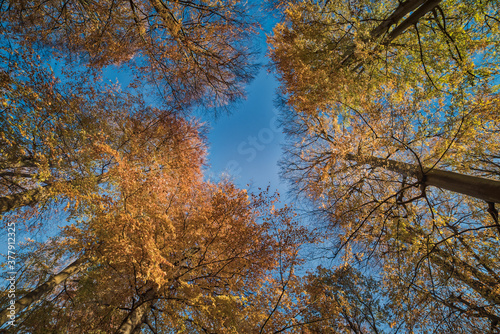 Autumnal foliage with trees covered by yellow leaves that reach out for a blue sky. Environmental illustration with autumn leaf fall and lush and colorful foliage in Jaegersborg - Copenhagen, Denmark photo