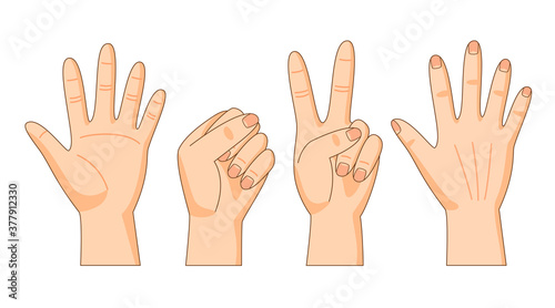 Front and back sides of hand, hand gestures, palm, fist, victory hand, vector illustration