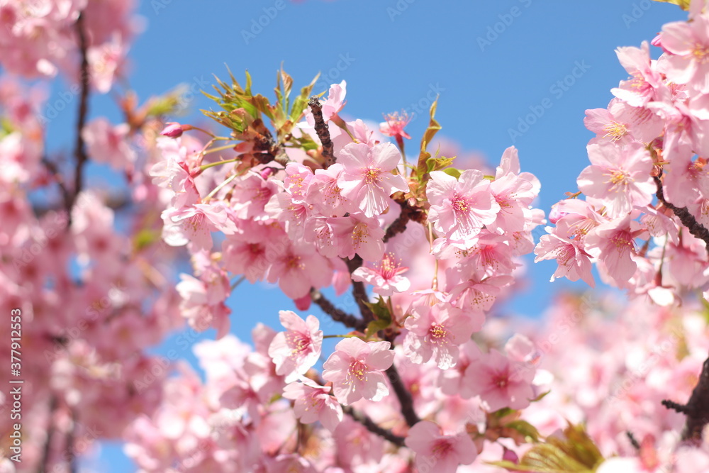 Beautiful pink sakura (cherry blossom) against blue sky, wallpaper background, soft focus Beautiful pink sakura (cherry blossom) against blue sky, wallpaper background, soft focus