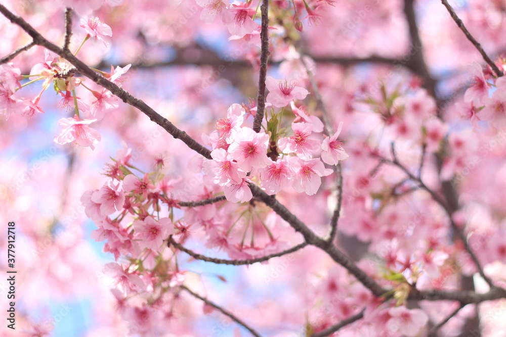 Beautiful and cute pink cherry blossom (sakura) wallpaper background, soft focus