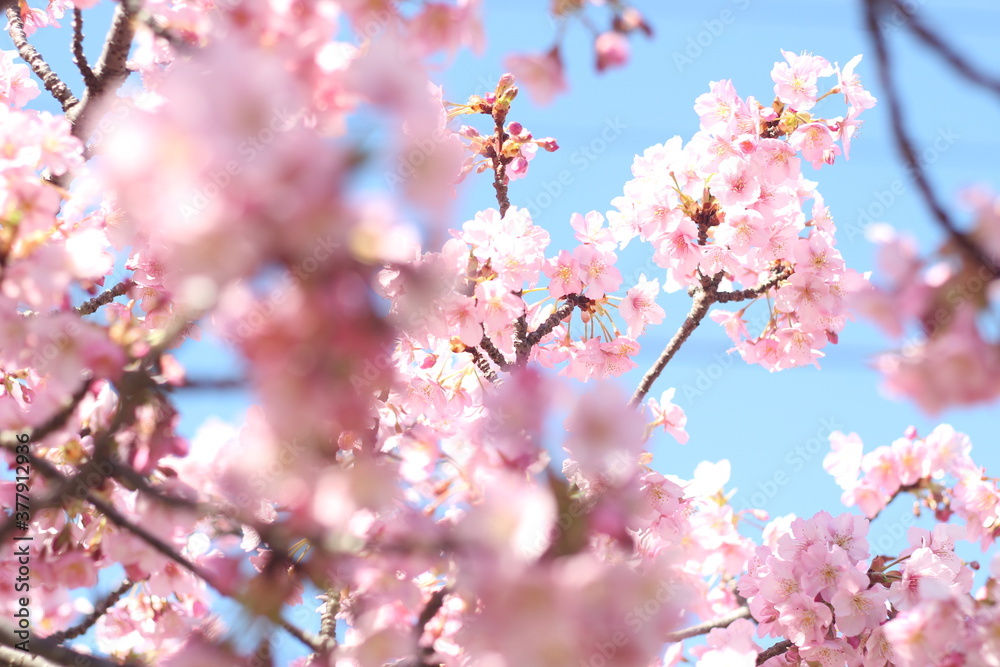 Beautiful pink cherry blossom (kawazu sakura) flowers against blue sky, wallpaper background, Tokyo, Japan
