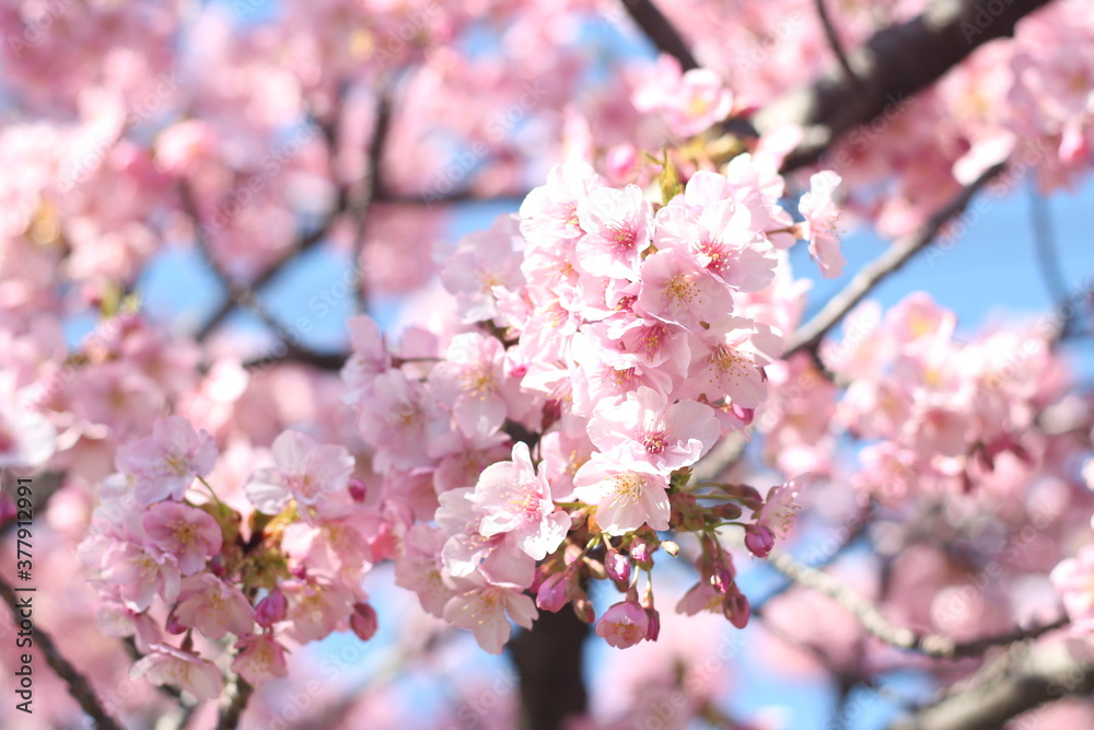 Pretty and lovely pink cherry blossoms (Kawazu Zakura) wallpaper background, Tokyo, Japan, Soft Focus