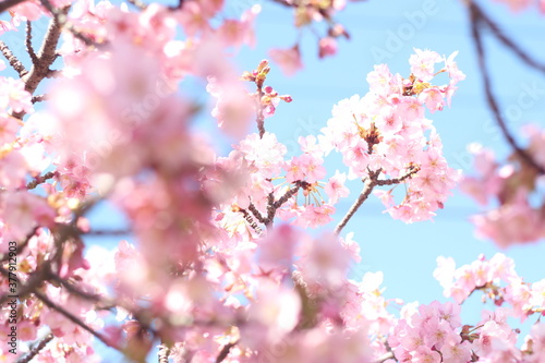 Beautiful pink cherry blossom  kawazu sakura  flowers against blue sky  wallpaper background  Tokyo  Japan