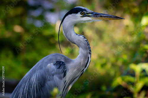 A common grey heron at a little lake in the Mönchbruch natural reserve in Hesse, Germany.