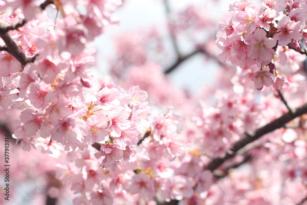 Close up of pink cherry blossom flower (kawazu sakura),  Tokyo, Japan