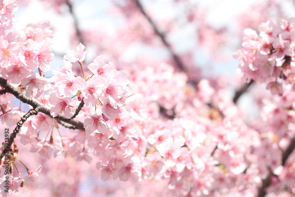 Close up of pink cherry blossom flower (kawazu sakura), Tokyo, Japan Close up of pink cherry blossom flower (kawazu sakura), Tokyo, Japan