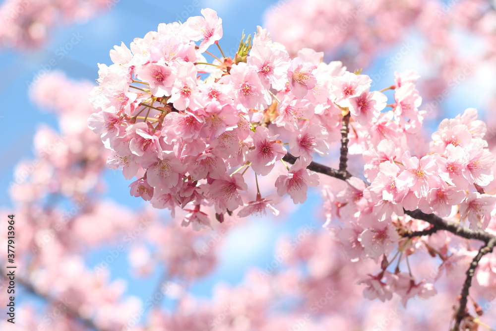 Close up of pink cherry blossom flower (kawazu sakura), Tokyo, Japan Close up of pink cherry blossom flower (kawazu sakura), Tokyo, Japan