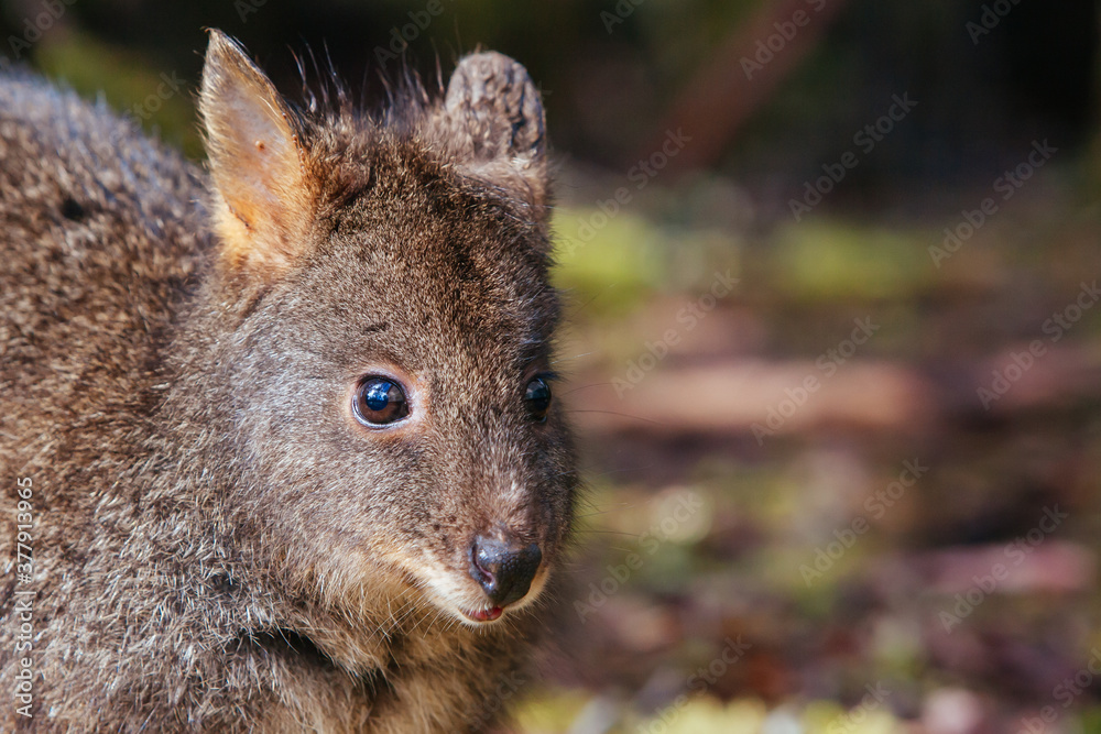 A Pademelon in Tasmania Australia A Pademelon in Tasmania Australia