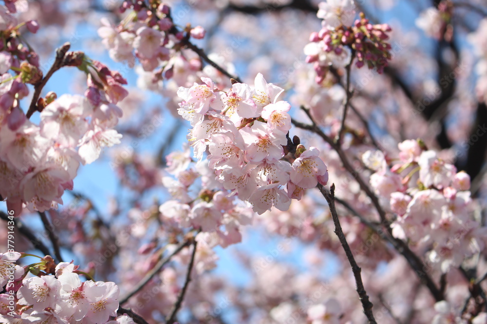 Beautiful and cute pink cherry blossom (Kawazu Zakura) flowers wallpaper background, soft focus Beautiful and cute pink cherry blossom (Kawazu Zakura) flowers wallpaper background, soft focus