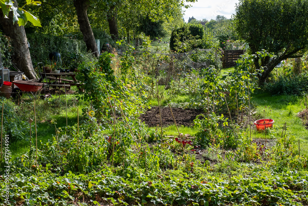 Community allotments in Windsor, Berkshire UK. Community allotments in Windsor, Berkshire UK.
