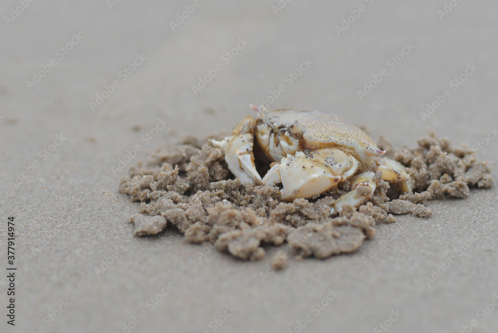 crab on the beach