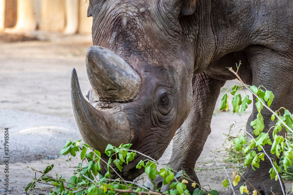 Fototapeta premium A rhino in a zoo, walking around in its outdoor enclosure at a sunny day in summer.