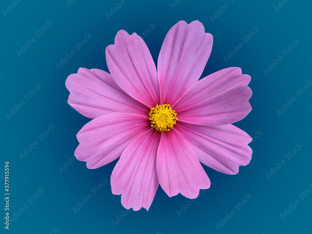 pink daisy on blue