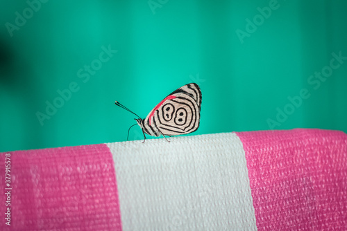 Beautiful butterfly (Diaethria clymena) with number 88 in the pattern of the wings. Closeup with blurred background photo